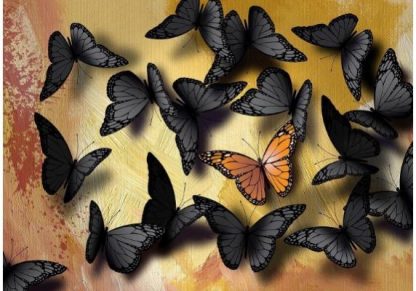 Butterflies